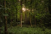 Balade mycologique contée_Vizille