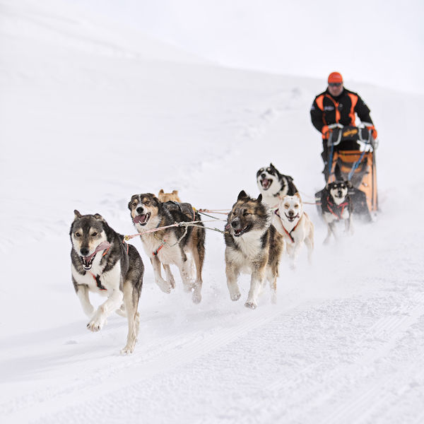 aussois-husky-adventure-chiens-de-traineau
