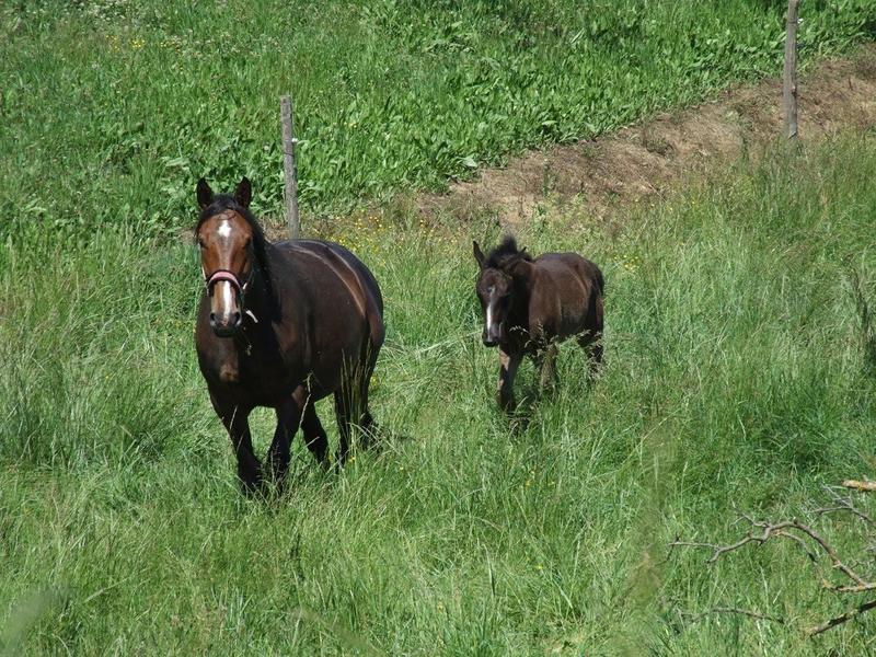 La ferme de la Grange du Haut_Saint-Antoine-l'Abbaye