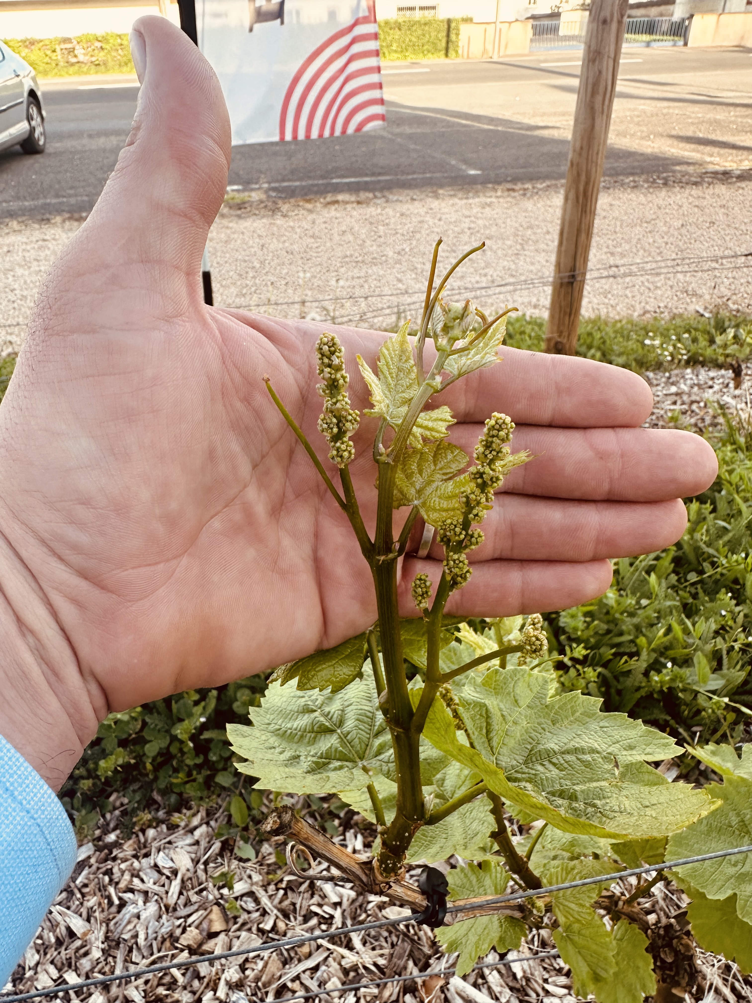 Comprendre et (re)découvrir le beaujolais avec un Maître Sommelier_Belleville-en-Beaujolais
