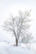 Photo arbre en hiver - Exposition photographique de Hervé Schneider_Lans-en-Ver…