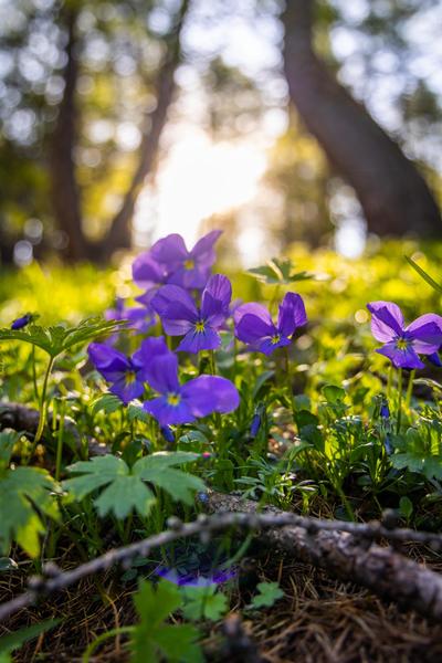 Fleurs de printemps - © T. Blais - © T. Blais