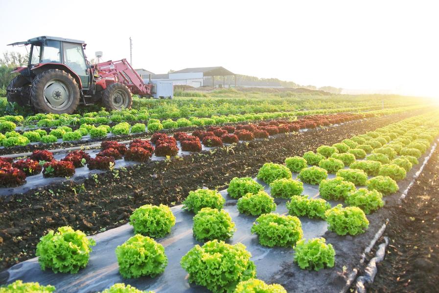 Archi'Frais - producteur - Saint-Chef - Balcons du Dauphiné