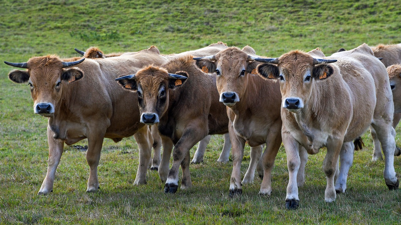 Les Pieds dans le Local® ! Visite d'exploitation : la Ferme du Mont