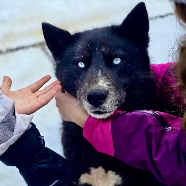 Visite pédagogique du chenil des chiens de traîneaux - A ton étoile_La Chapelle-d'Abondance