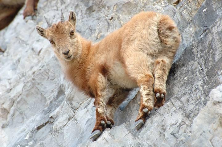Jeune bouquetin sur une falaise