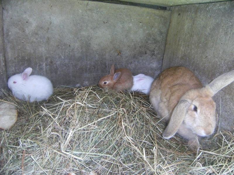 Gîte à la Ferme \