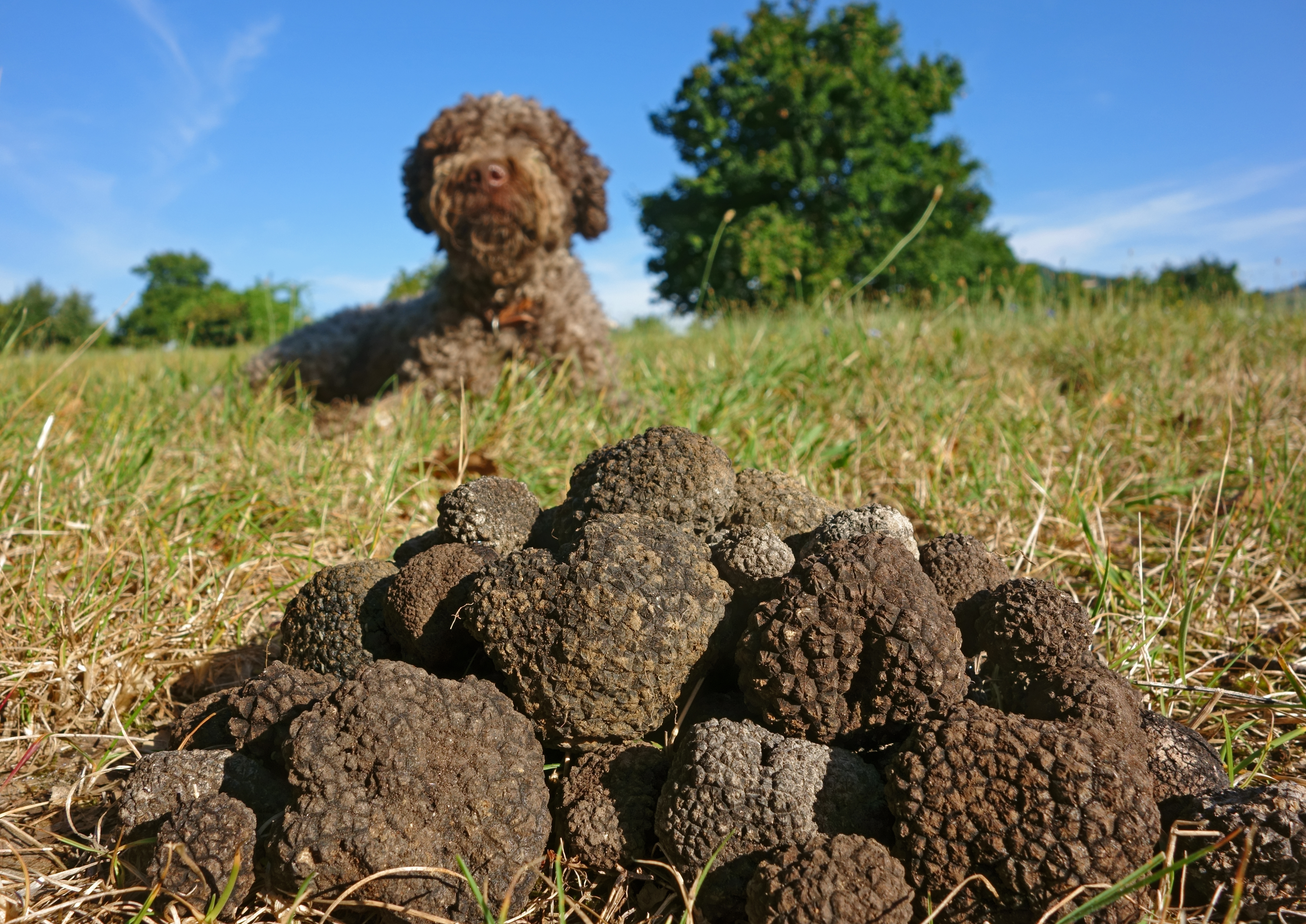 Week-end Truffes, Vins & Spa