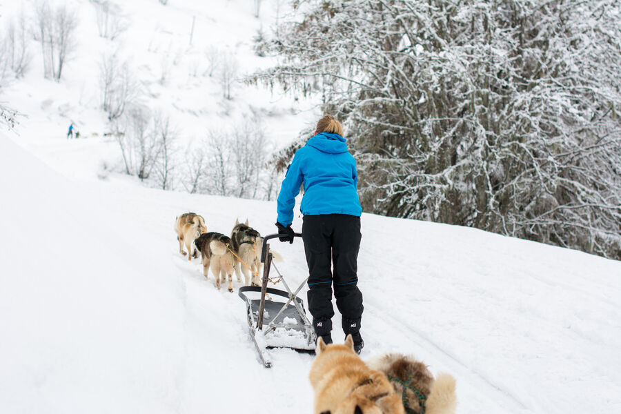 L'aventure en Traineau