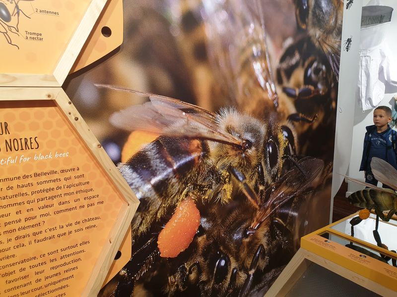 Maison de l'abeille Noire et de la Nature