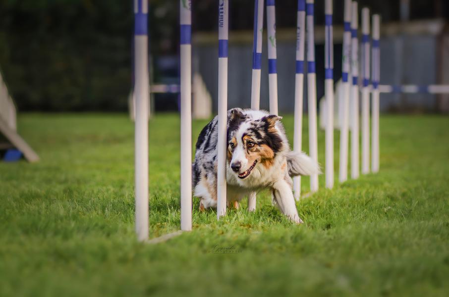 http://Manifestation%20Canine