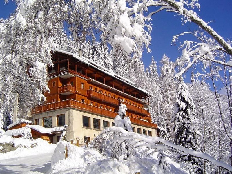 Campanules hiver
