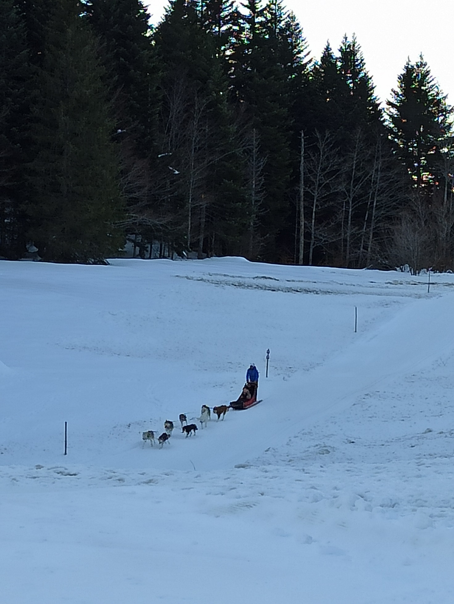 L'activité chiens de traîneaux au départ de l'auberge-refuge du Col de Carri