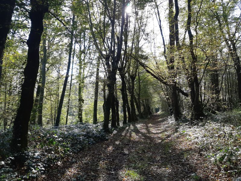 Bresse Vallons - Etangs de Bizadan et de But - Voie royale