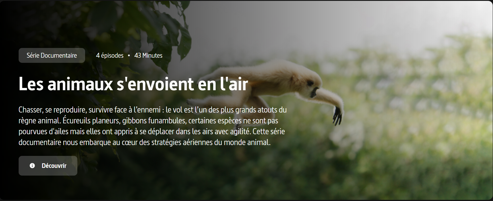 Les animaux s'envoient en l'air