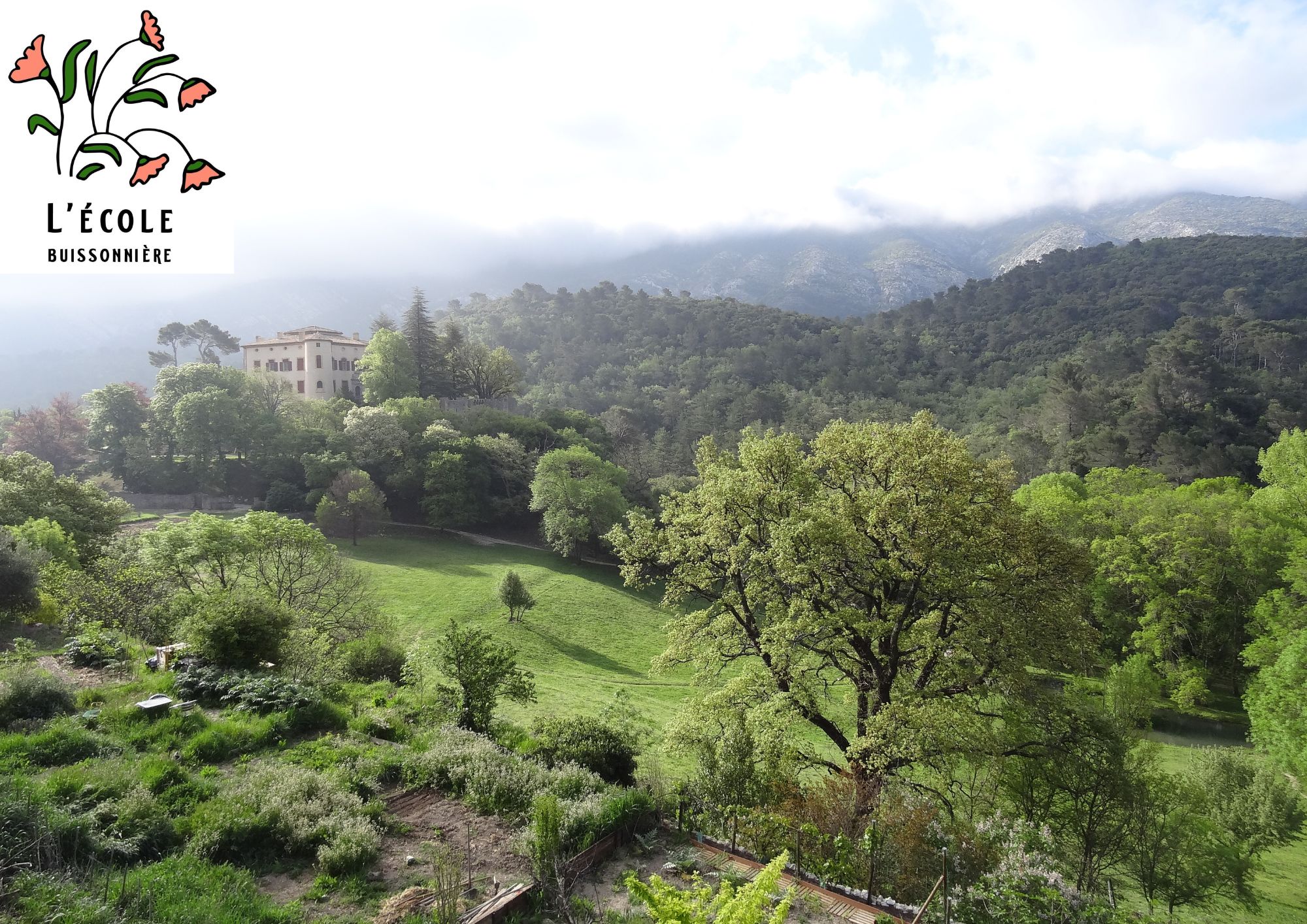 La flore méditerranéenne et ses usages