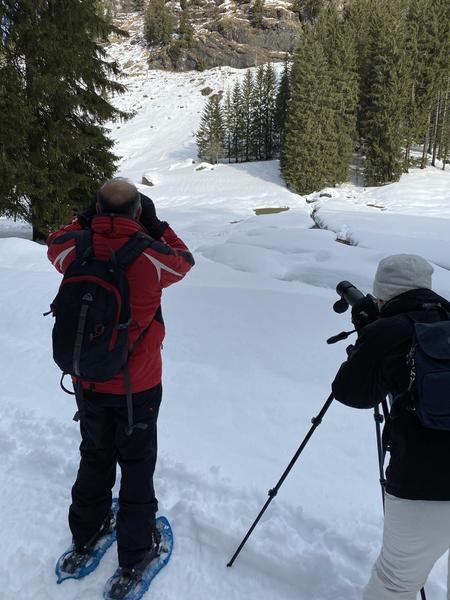 Les yeux sur les chamois : À l’écoute de la nature_Les Gets