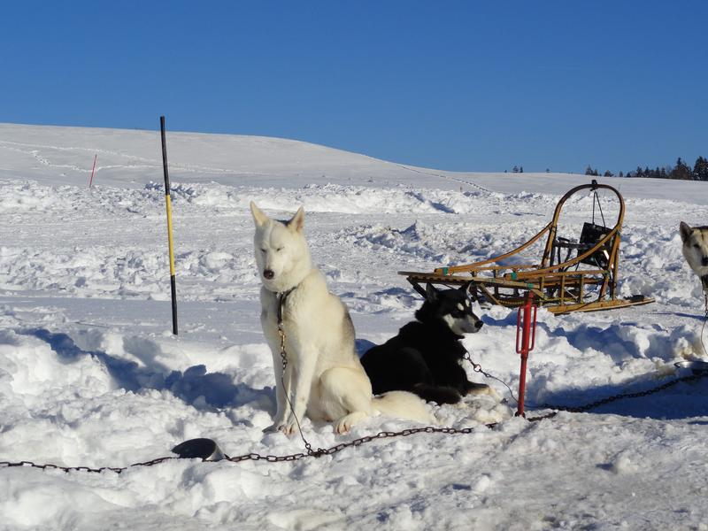 Piste d'entraînement pour chiens de traîneaux sur le Plateau de Retord - ferme Bertrand_Valserhône