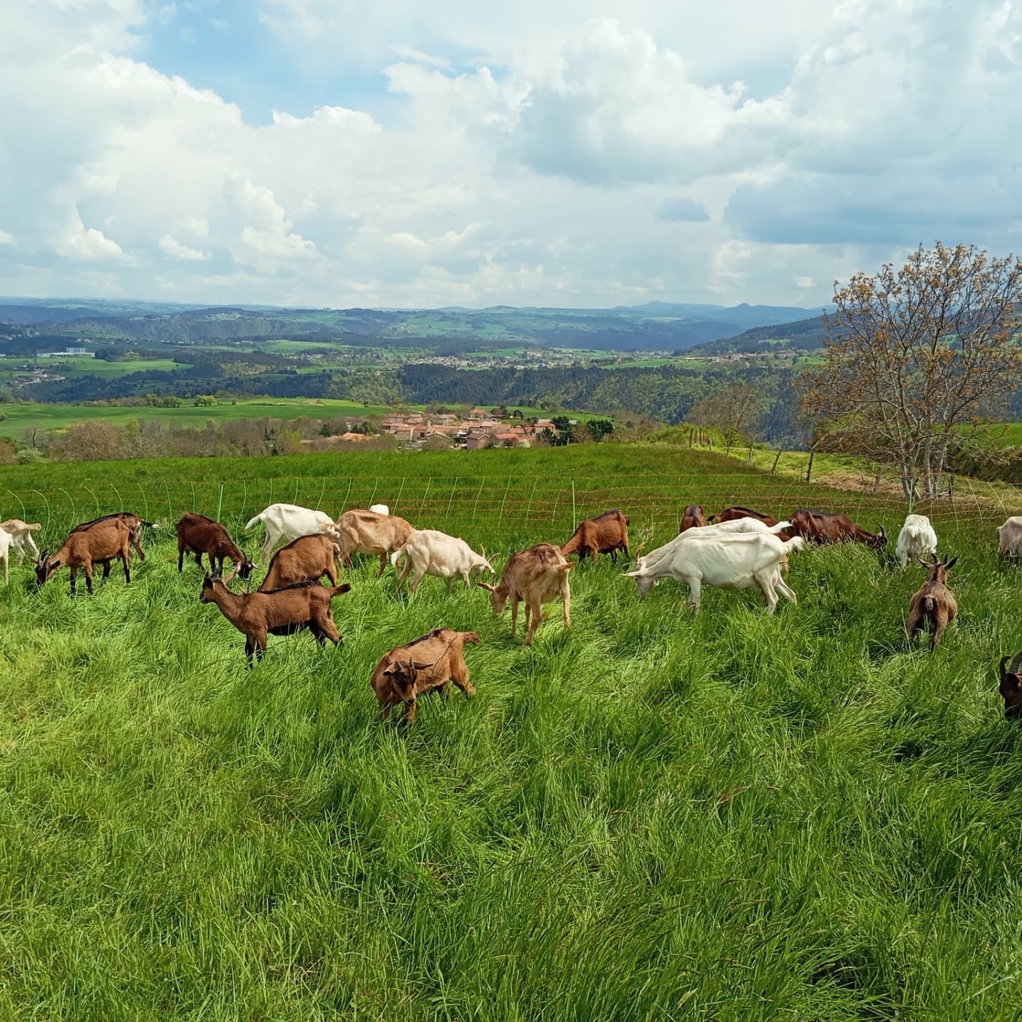 COMPLET Visite de la chèvrerie des P'tits Lou