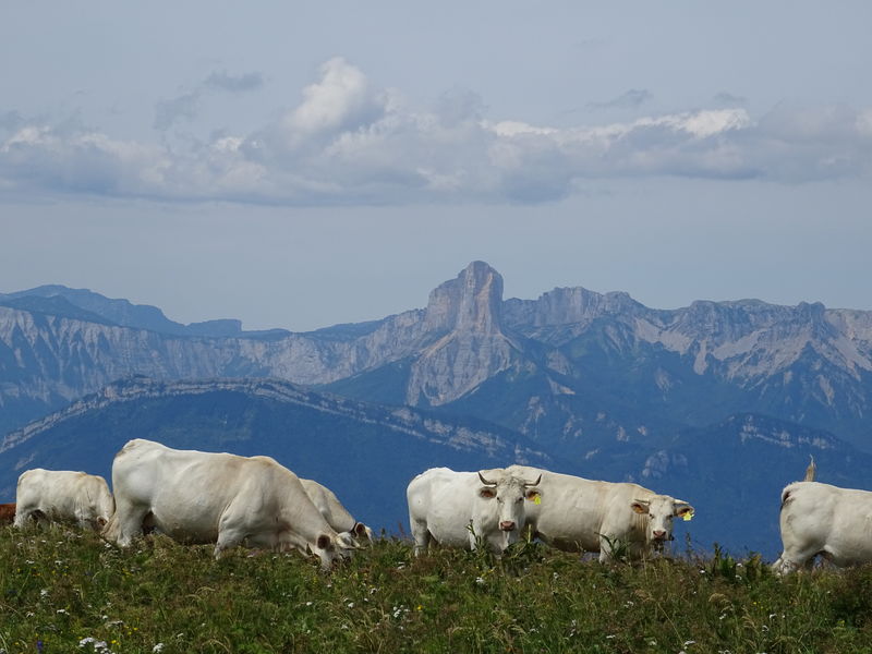 Vue sur le Mont Aiguille