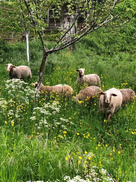 Les moutons de Rivoire