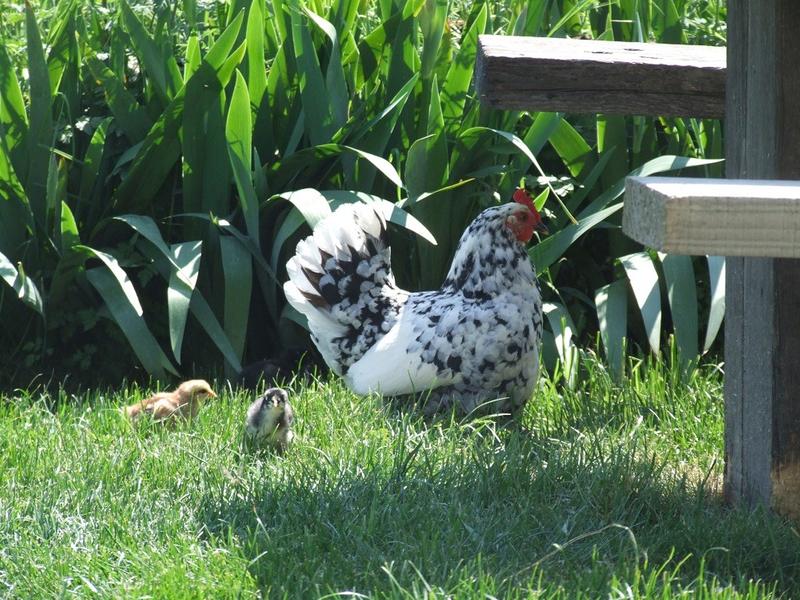La ferme de la Grange du Haut_Saint-Antoine-l'Abbaye