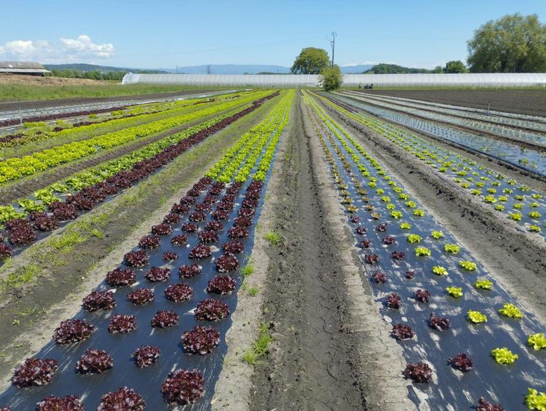 Archi'Frais - producteur - Saint-Chef - Balcons du Dauphiné