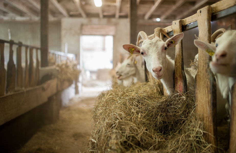 Chèvrerie du Colombier