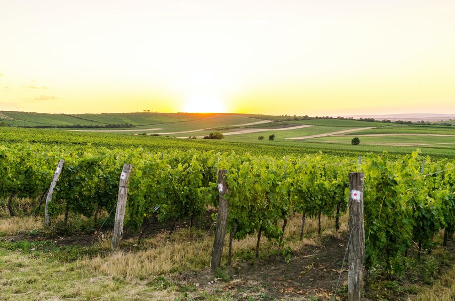Marchand Patrice - Pineau Cognac