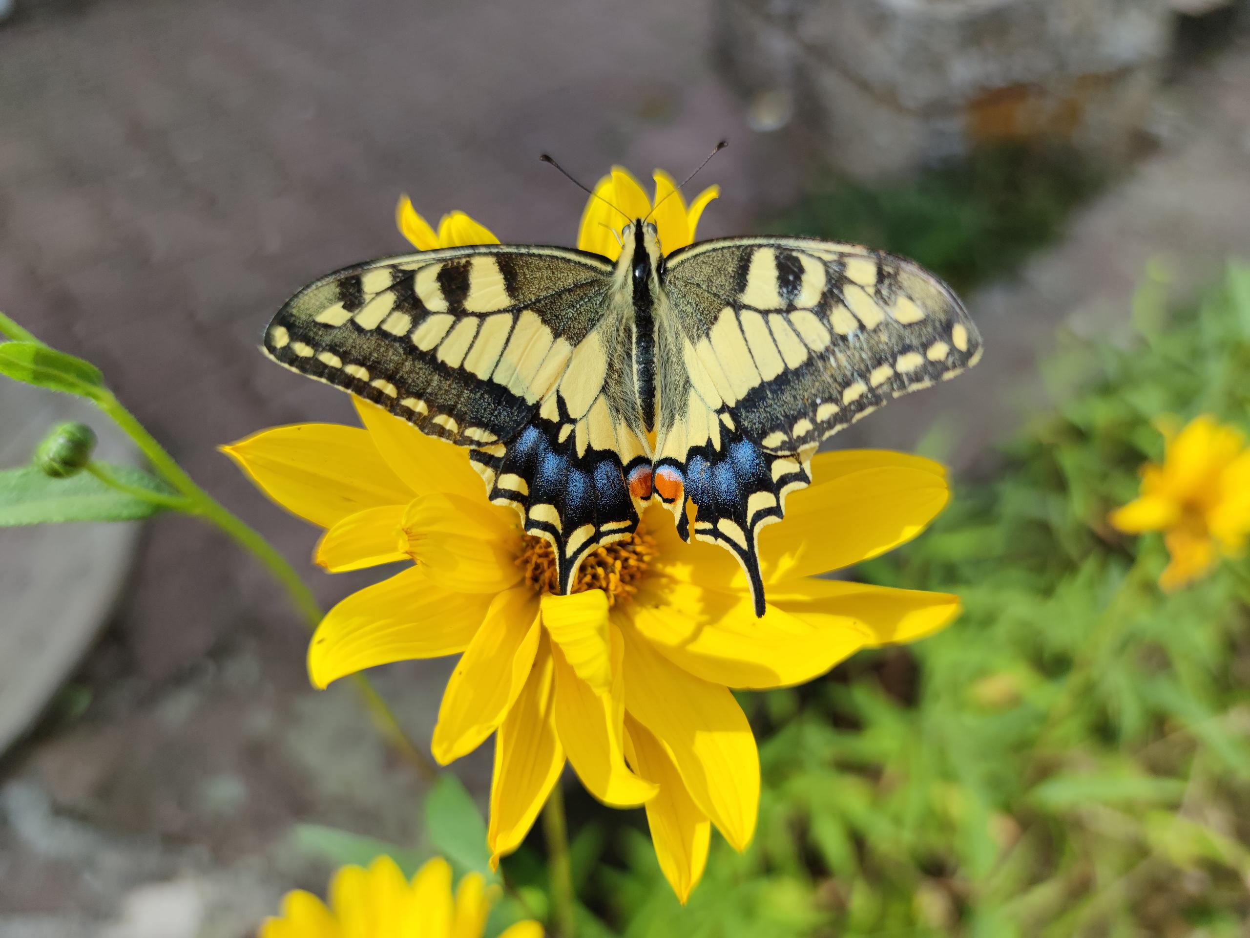 11ème Foire aux plantes de Cercoux