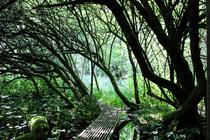 Les bienfaits de la micro-forêts_Fourneaux