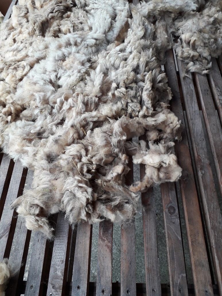 Sur les Chemins de la Laine - Cardage