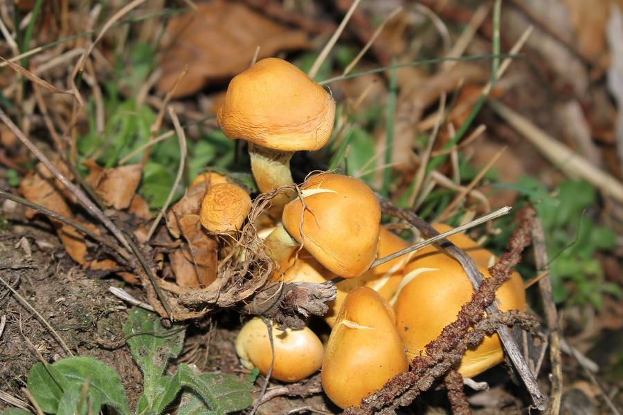 http://Exposition%20de%20champignons