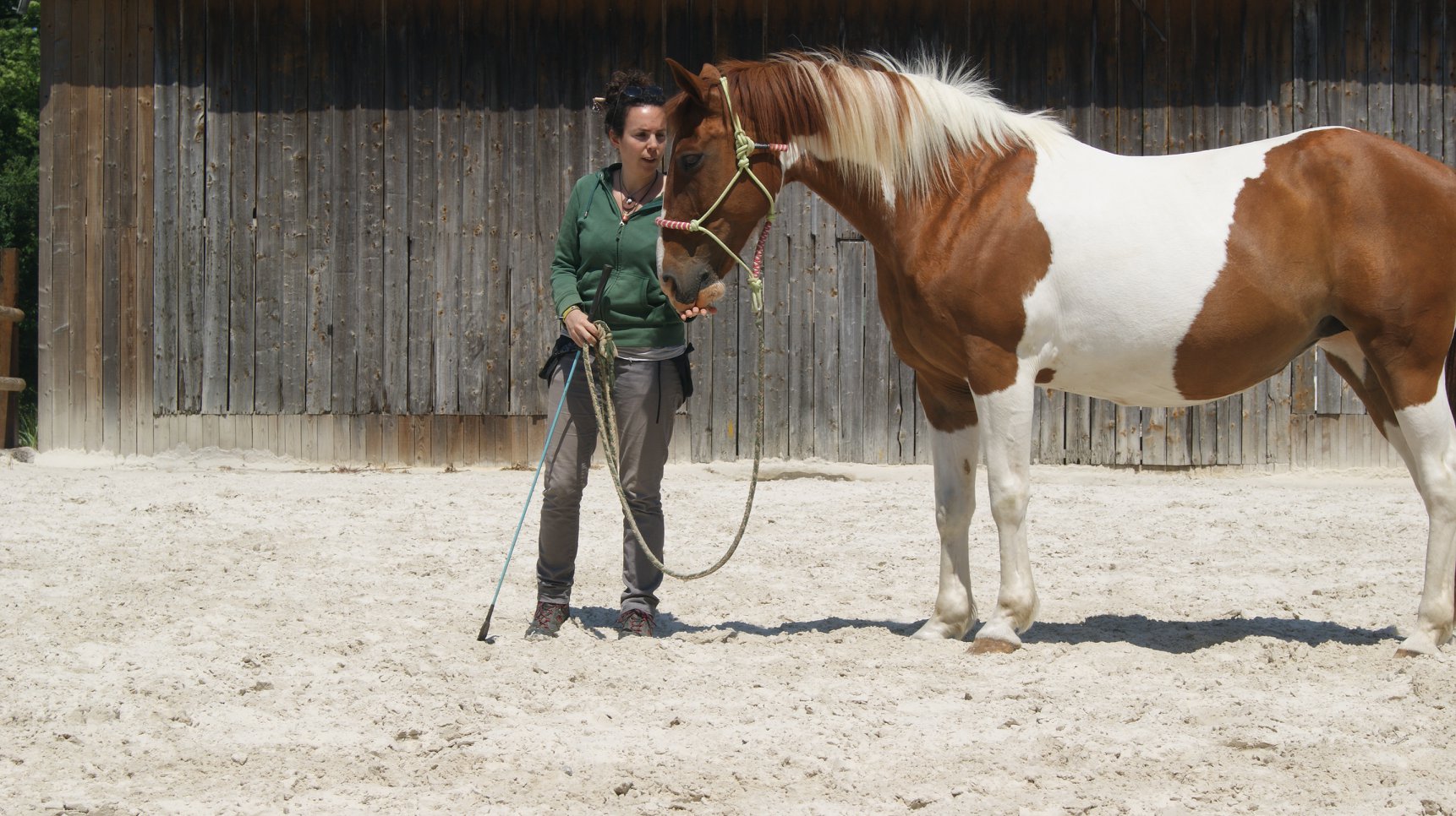 Équitation éthologique