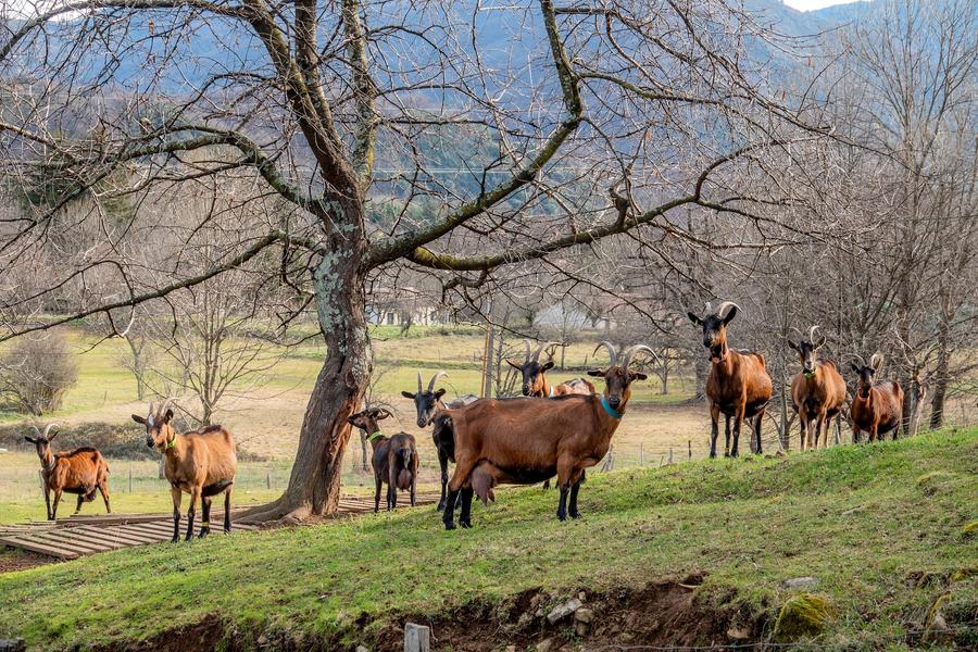 Montpezat sous Bauzon - Chèvres de la ferme du Clos Bonnaud Montpezat sous Bauzon - Chèvres de la ferme du Clos Bonnaud