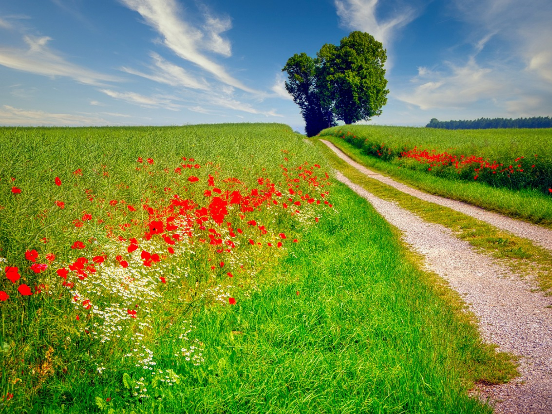 Les ateliers d'été à la Frênaie - Land Art