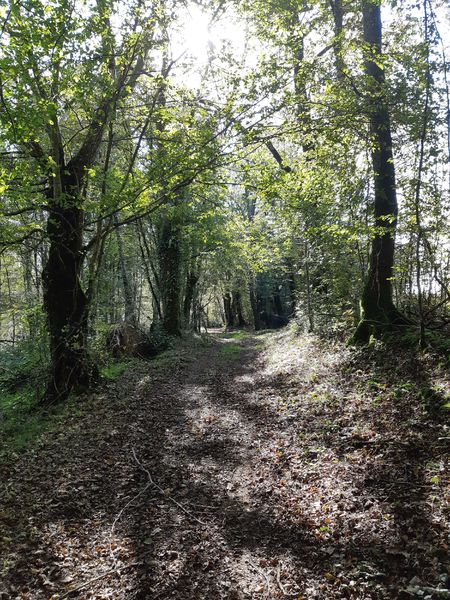 Bresse Vallons - Etangs de Bizadan et de But - Voie royale