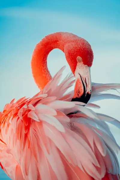 Au Flamant Rose