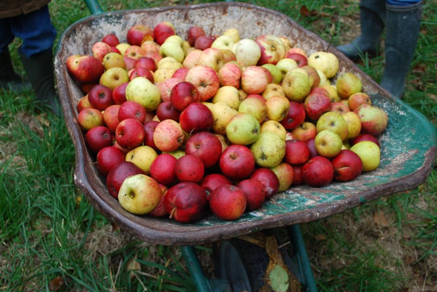 Vente de pommes Le 23 nov 2024