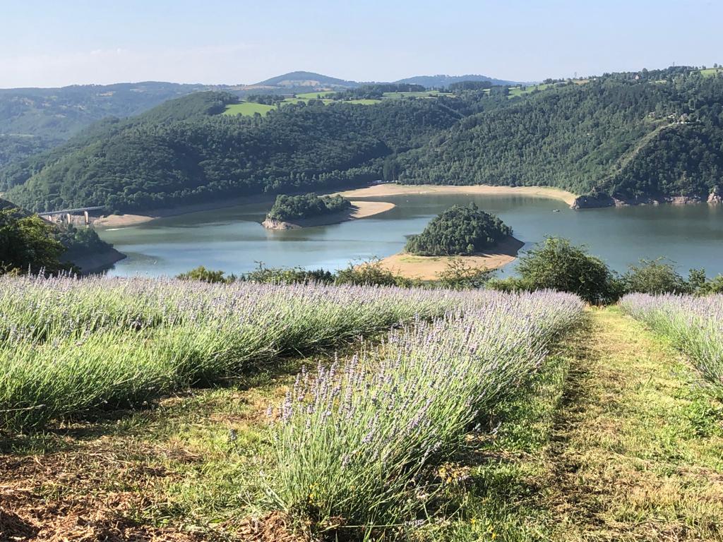 Visite des champs de lavande - Ferme Florale de Margeaubrac