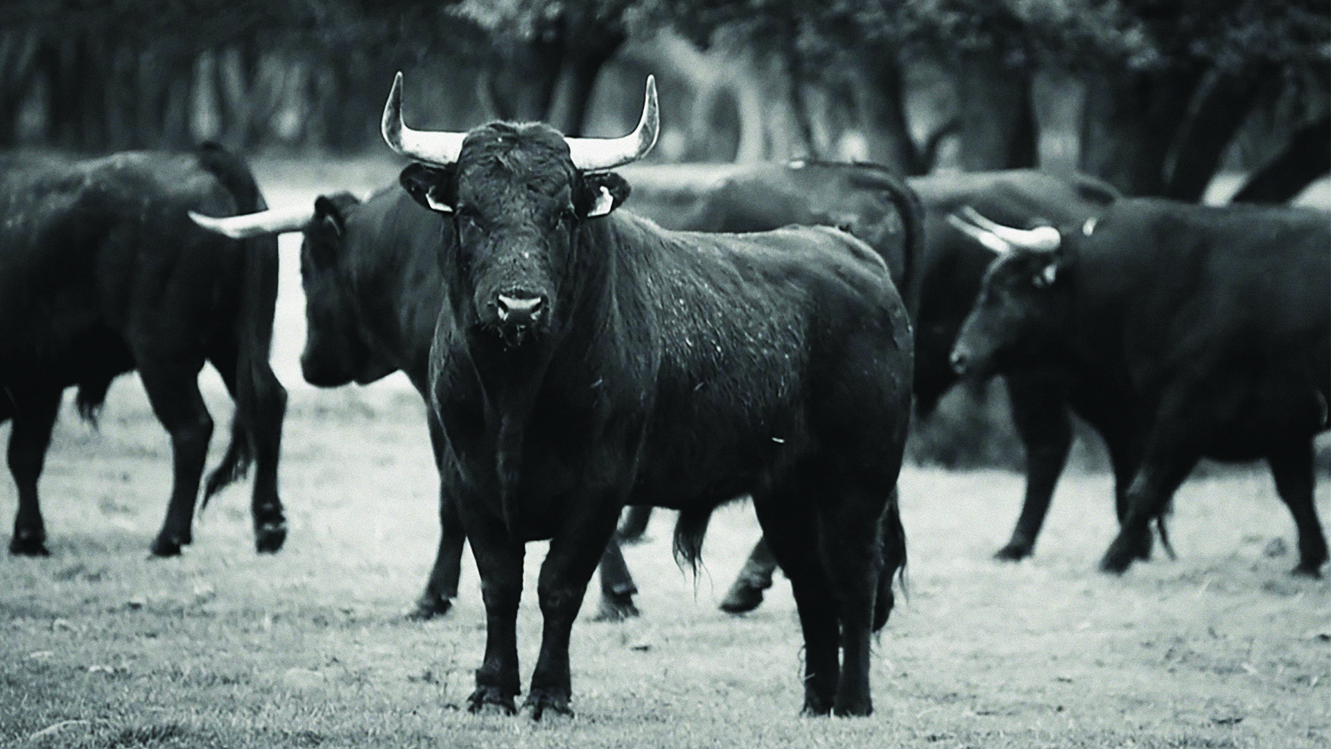 A campo abierto | Rencontre avec le réalisateur Meryl Fortunat-Rossi