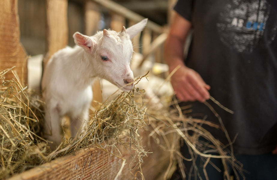 Chèvrerie du Colombier
