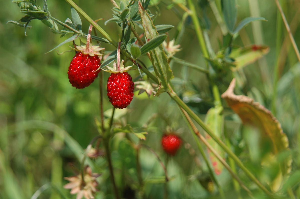 Fraises des bois