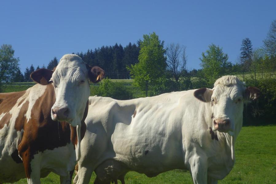 Gîte à la Ferme \