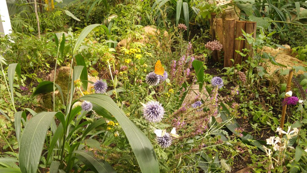 Jardin des papillons 