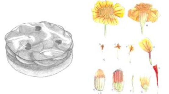 Exposition, Becs sucrés et plantes sauvages_Allex