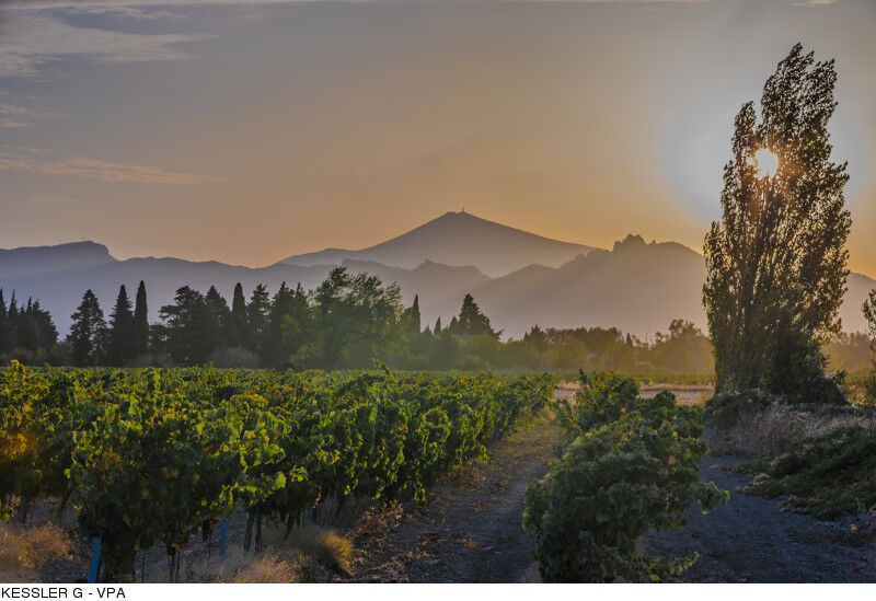 Vignes et Mont Ventoux