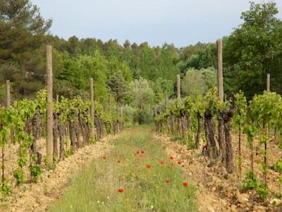 Château Revelette - photo 2