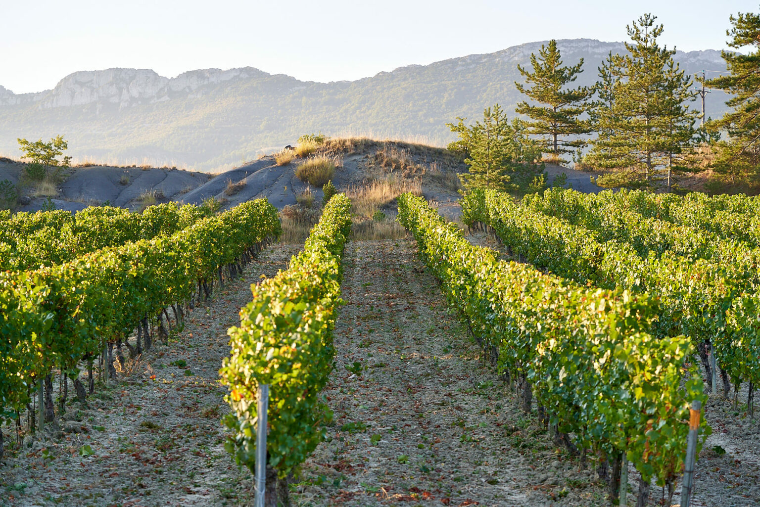 rieu frais