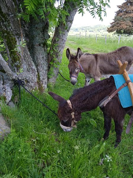Randonnée accompagnée avec les ânes - Journée